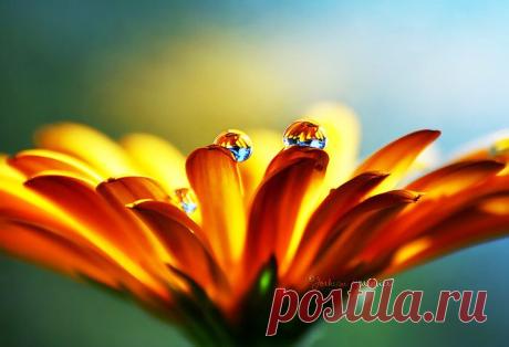 Valeri Denisov
загружено 11.08.2015
Альбом: ПРИРОДА
Молодой и талантливый фотограф Жоаким Краемер (Joakim Kraemer) делает потрясающие снимки живой природы. Несмотря на то, что Жоакиму всего 20 лет, и что фотографировать он научился сам, во всяком случае, себя он сам называет самоучкой, но его работы по-настоящему завораживают. Макросъёмка всегда открывает нам удивительный и невиданный мир, несмотря на то, что этот мир находится прямо у нас под ногами, и мы сталкиваемся с ним каждый день.