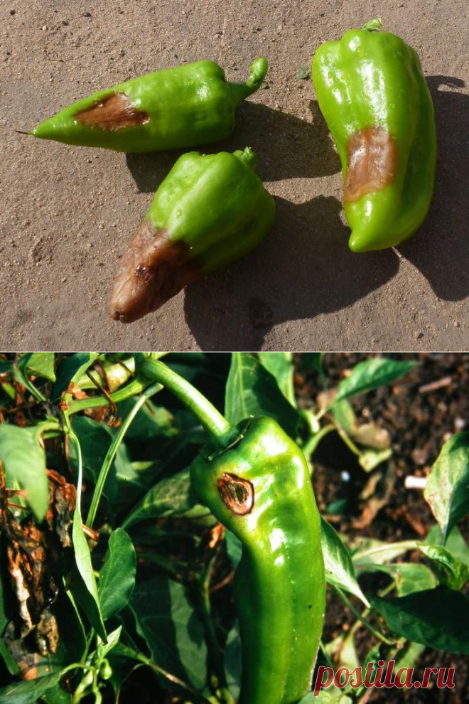 Главные болезни сладкого перца и борьба с ними
