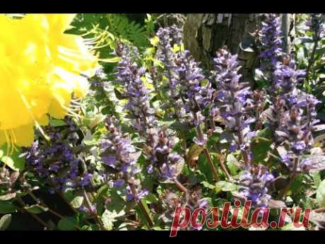 Живучка, аюга ползучая "Атропурпурея" | Ajuga reptans "Atropurpurea" - YouTube