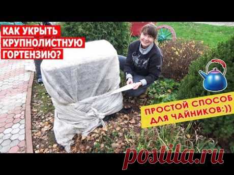 Крупнолистная садовая гортензия. Как укрыть на зиму крупнолистную гортензию? Мой опыт.