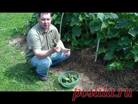 Огурцы на грядке - YouTube