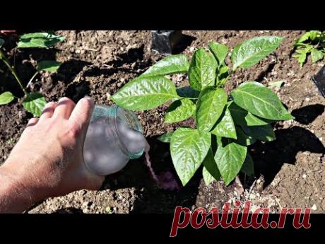 Перец в миг пойдет в рост после такой баланды! Чем подкормить перец летом из покупных средств?