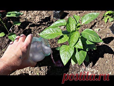 Перец в миг пойдет в рост после такой баланды! Чем подкормить перец летом из покупных средств?