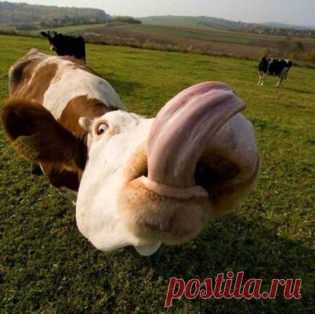 Животные показывают язык - Мир Путешествий published on mirputeshestvij.ru according to the materials doseng.org/