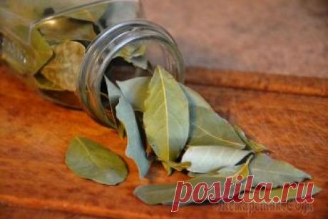 Лавровый лист в рецептах народной медицины На кухне хорошей хозяйки всегда найдется лавровый лист. Эта заморская пряность, родиной которой являются субтропики, настолько популярна в нашей стране, что мы по праву можем назвать ее своей. Только ...