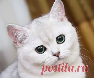 Кошки лечат нервы и восстанавливают нервные клетки человека Человеческая нервная система восстанавливается при взгляде на кошку, заявили ученые.