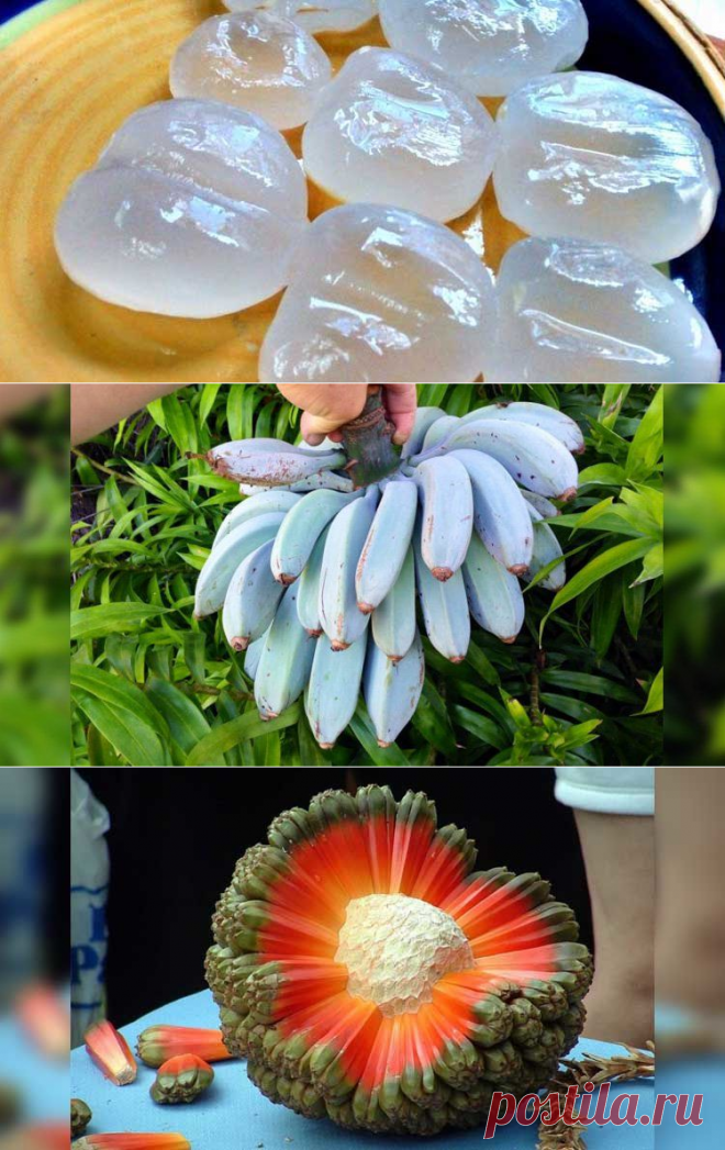 20 необычных фруктов и овощей, которые вы, вернее всего, не только не пробовали, но и не видели.