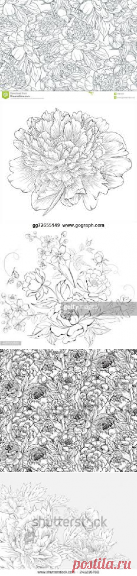 peony vector - Поиск в Google