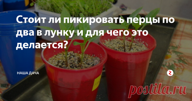 Стоит ли пикировать перцы по два в лунку и для чего это делается? Некоторые дачники пикируют перец по два в лунку – а после, в таком виде, тоже парами, переселяют перец парами в открытый грунт. Идея довольно заманчива, особенно, если учесть вечный дефицит места на подоконниках в квартире. Стоит ли высаживать перцы таким образом, или все же поступить по старинке – «один стаканчик – одно растение»?