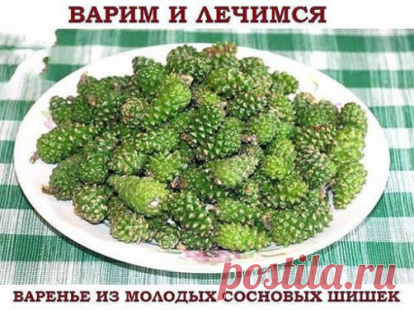 ВАРЕНЬЕ ИЗ МОЛОДЫХ СОСНОВЫХ ШИШЕК: ВАРИМ И ЛЕЧИМСЯ
Это вкусное и полезное варенье — настоящее лекарство. Его издавна использовали при простудах, бронхитах, кашле, ангине, гриппе и даже туберкулёзе лёгких. Особенно хорошо такое средство для детей.
Варенье из молодых зелёных шишек сосны можно варить несколькими способами. Но вначале необходимо запастись сырьём — то есть собрать шишки. Сделать это можно с конца мая до конца июня, когда они уже выросли минимум на 3 сантиметра, но ещё не начали ко