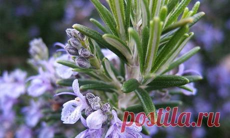 Розмарин – выращивание, свойства, применение