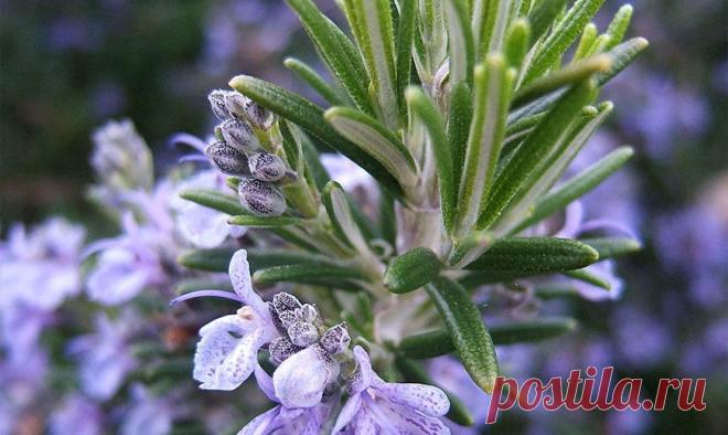 Розмарин – выращивание, свойства, применение