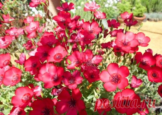 Лён крупноцветковый: условия выращивания.

Лён крупноцветковый идеально вписывается в мавританский газон, отлично гармонирует со многими засухоустойчивыми и солнцелюбивыми культурами, например, васильками. Он хорош и в смешанных миксбордерах, и деревенских палисадниках, и в современных садовых композициях, и в букетах