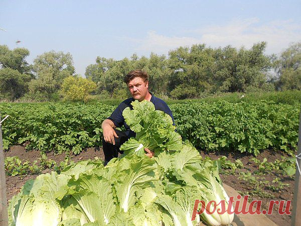 Как Пекинской угодить или два урожая за сезон.