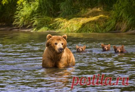 Новые фотографии медвежата.