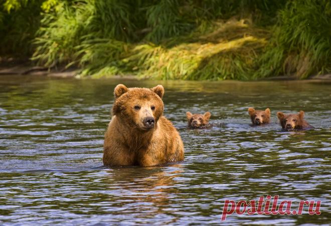 Новые фотографии медвежата.