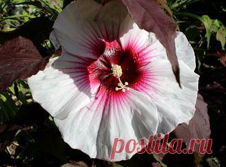 СЕМЕНА ТРАВЯНИСТЫХ ГИБИСКУСОВ - №037-17-7шт