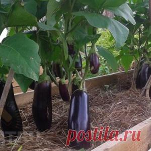 Засуньте ватный шарик себе в пупок — и уйдут кашель, простуда и менструальные боли! - МирТесен