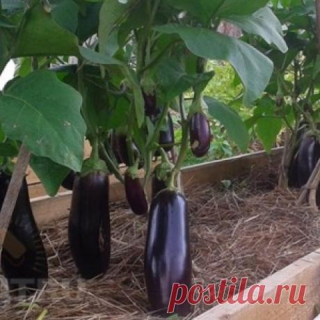 Засуньте ватный шарик себе в пупок — и уйдут кашель, простуда и менструальные боли! - МирТесен