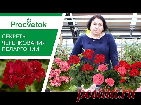 Лучший способ ЧЕРЕНКОВАНИЯ ПЕЛАРГОНИИ от биолога