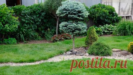 Болезни и вредители хвойных растений