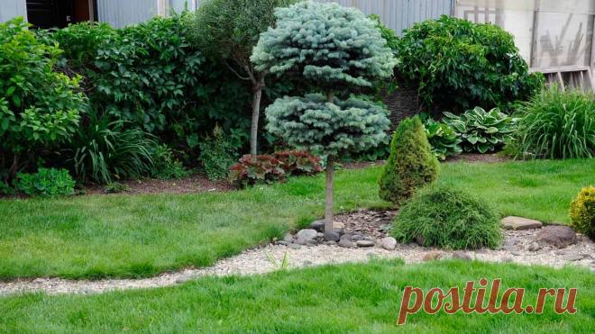 Болезни и вредители хвойных растений