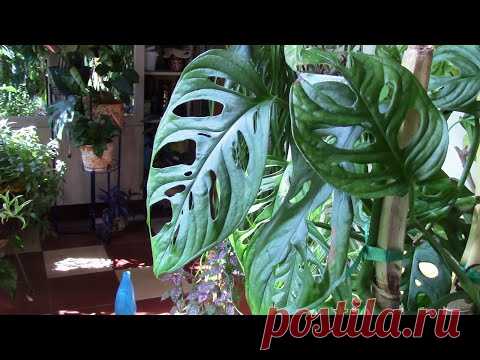 Конкурсанты в моей оранжерее!