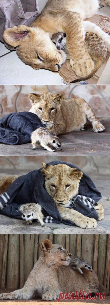 Львенок и сурикат – друзья навсегда. | Все о наших питомцах