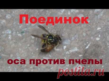 Поединок. Оса против пчелы - YouTube