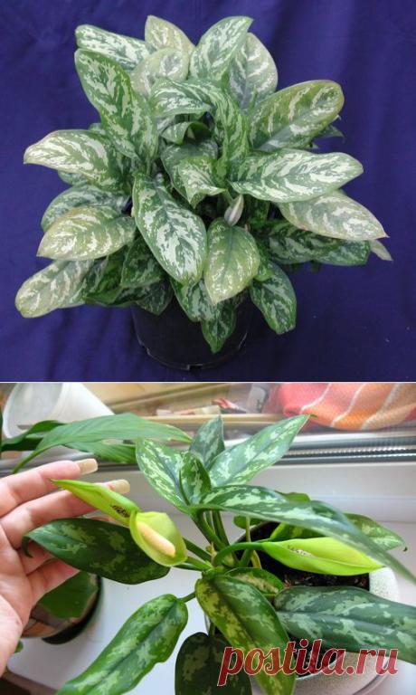 АГЛАОНЕМА | Самоцветик