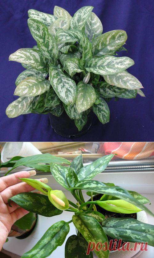 АГЛАОНЕМА | Самоцветик