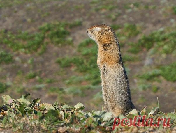 «Дзен». Автор фото – Никита Батищев: nat-geo.ru/photo/user/309892/
