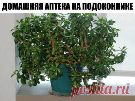Домашняя аптека на подоконнике: лечебные свойства денежного дерева, о которых ты и не догадывался.
Наверное, многие знают, что такое популярное комнатное растение, как денежное дерево (толстянка), привлекает успех, богатство и благополучие. Но оно также имеет лечебные свойства, о которых знают немногие. Это растение ничем не уступает алоэ. Если у тебя еще нет денежного дерева на подоконнике, тогда советуем тебе им обзавестись. Оно совершенно непривередливое и за ним легко ухаживать. Замечено мн