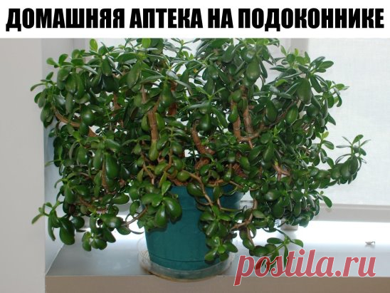 Домашняя аптека на подоконнике: лечебные свойства денежного дерева, о которых ты и не догадывался.
Наверное, многие знают, что такое популярное комнатное растение, как денежное дерево (толстянка), привлекает успех, богатство и благополучие. Но оно также имеет лечебные свойства, о которых знают немногие. Это растение ничем не уступает алоэ. Если у тебя еще нет денежного дерева на подоконнике, тогда советуем тебе им обзавестись. Оно совершенно непривередливое и за ним легко ухаживать. Замечено мн