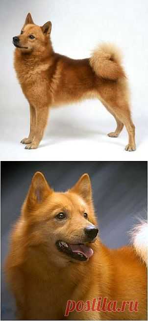 Карело финская лайка | Породы собак | Животные и породы | Animal.ru