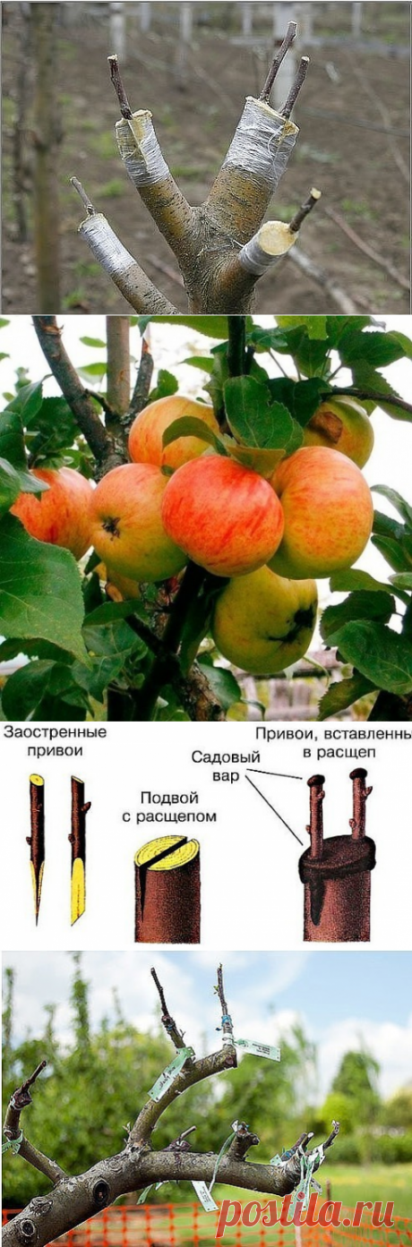 (84) Одноклассники