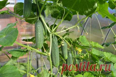 Как формировать огурцы