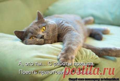 Без кота и жизнь не та ツ