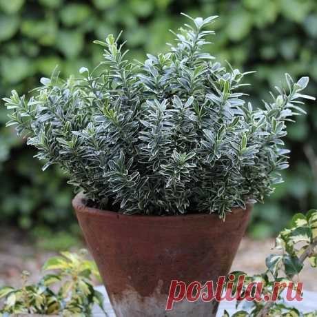 Комнатный бересклет — особенности выращивания. Уход в домашних условиях. Фото — Ботаничка.ru