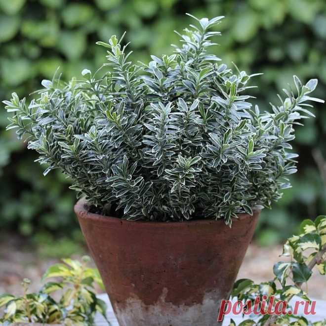 Комнатный бересклет — особенности выращивания. Уход в домашних условиях. Фото — Ботаничка.ru