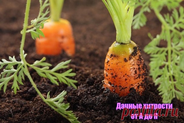 МАРГАНЦОВКА ДЛЯ МОРКОВКИ!