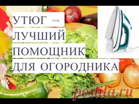 Утюг - Лучший Помощник для Огородника! Чтобы Огород Был в Радость!