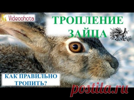 Тропление зайца! ПРАКТИЧЕСКИЙ урок - Videoohota