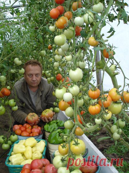 Ширина гряды 60 – 100 см., длина произвольная. Промежуток между грядками 60 - 80 см.