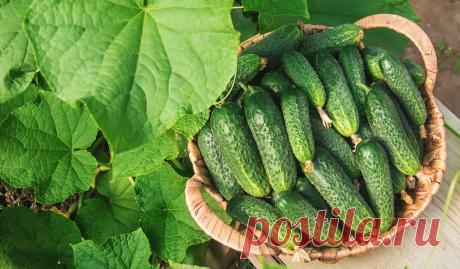 Готовлю каждый гож это чудо-средство для быстрого роста огурцов, на что получаю ведра урожая огурцов | Дневник деревенского садовода 2.0 | Дзен