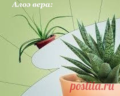 Растения, которые очищают воздух
Фиторемедиация
Добавление комнатных растений в свой дом – это отличный способ улучшить качество воздуха.

 Они не только удаляют токсины из воздуха, но и могут повысить уровень влажности и добавить красок и жизни вашему дому.