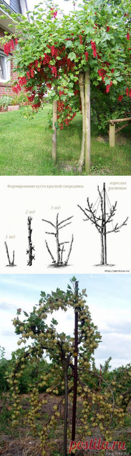 Как сделать из смородины и крыжовника деревце штамбовой формы