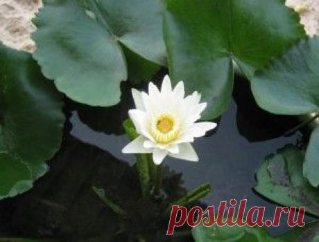 Гоа - Земля похожая на рай. 

Именно так упоминается Гоа в Махабхарате — одной из главных книг древнеиндийского эпоса.

Вся заботы и проблемы забудется буквально за сутки, стоит лишь очутиться в этом удивительном месте. И тут нет ничего странного, ведь почти все туристы, побывавшие в Гоа, и сейчас продолжают называть это волшебное место «кусочком рая», и возвращаются сюда снова и снова.

Немного истории.

Индийский штат Гоа, до 1960 года принадлежал Португалии.