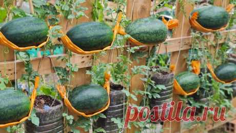 Reuse old plastic bottles to grow watermelon hanging hammock, Fruit is big and sweet 👍 If you like our video don't forget to press the button "Subscribe ❤️" and "Like 👍" !!👍 Subscribe and View more here: https://bit.ly/3QUz1TU#gardeningath...