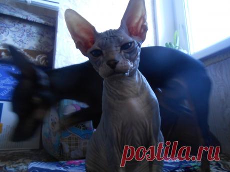 КОТЯТА ДОНСКОГО СФИНКСА 3 МЕС  НА ПРОДАЖУ ЗА 12000Р  ПОЛНОСТЬЮ ЛЫСЫЕ РЕЗИНКА   ОТ ХОРОШИХ РОДИТЕЛЕЙ ПОЛНОСТЬЮ ЛЫСЫХ С ДОКУМЕНТАМИ  КОТЯТА ЗДОРОВЫ СДЕЛАНА ПЕРВАЯ ПРИВИВКА  ПРИУЧЕНЫ К ЛОТОЧКУ ЗВОНИТЕ 89636264303  ДОМ 84996575219